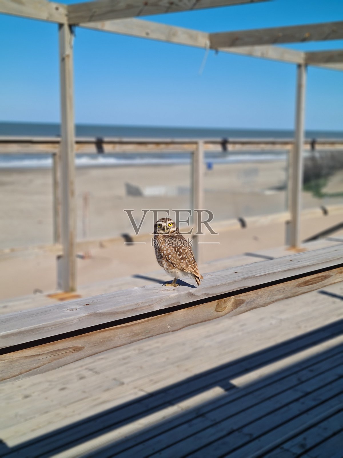 海滩上的猫头鹰照片摄影图片