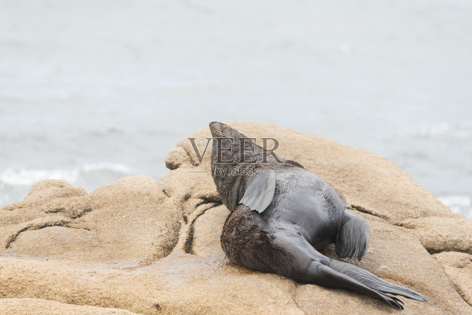 南美海狗，在乌拉圭罗查波洛尼奥海岸的岩石海岸上休息照片摄影图片