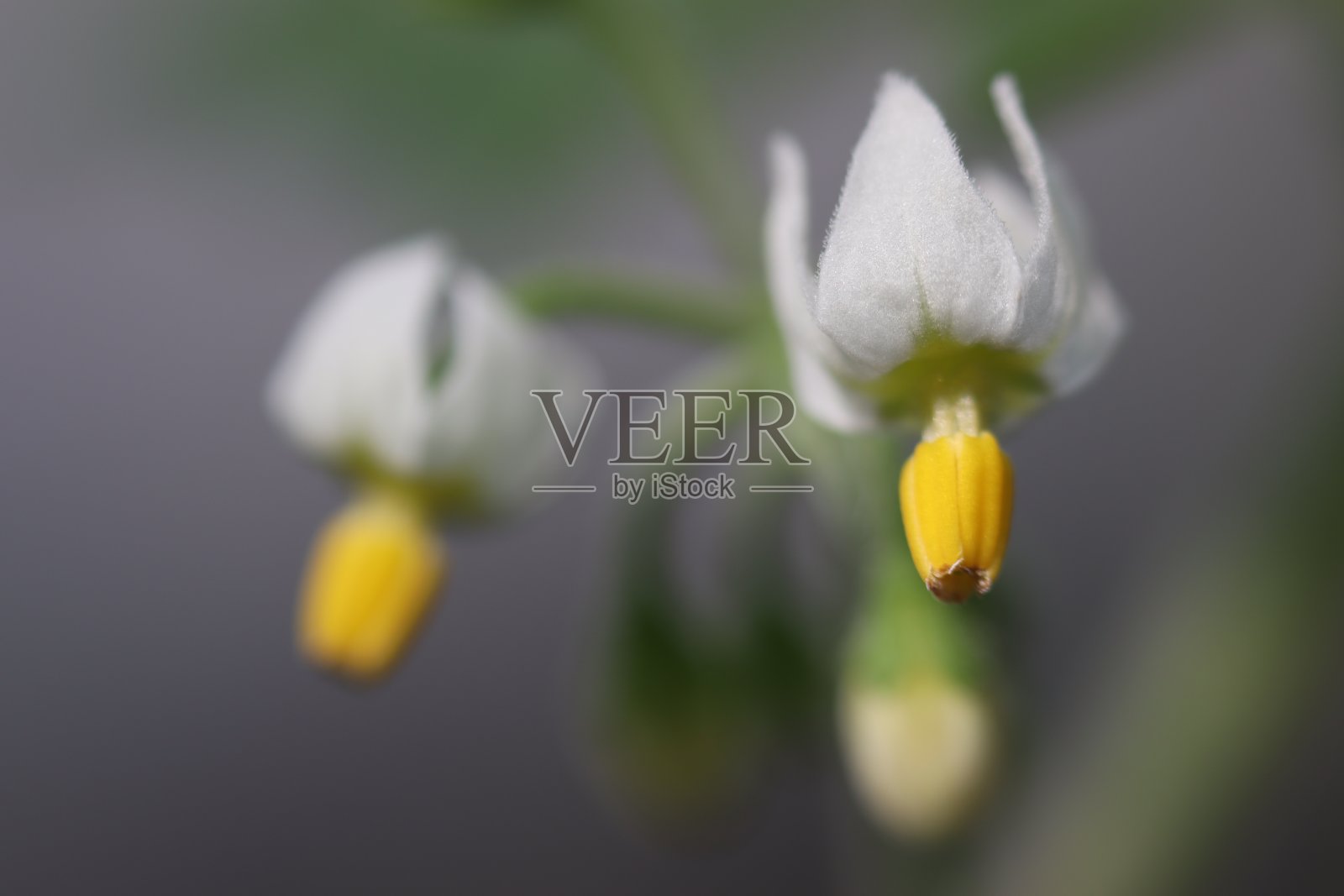 白色花与黄色柱头的自然背景照片摄影图片