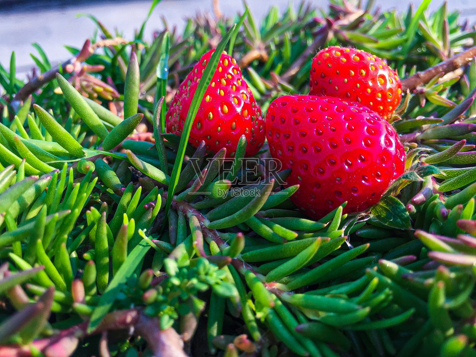 新鲜草莓照片摄影图片