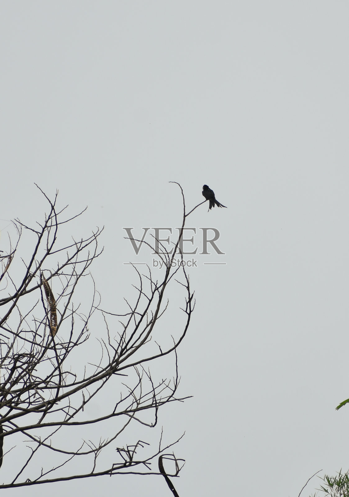 枯枝上孤独的小鸟。照片摄影图片