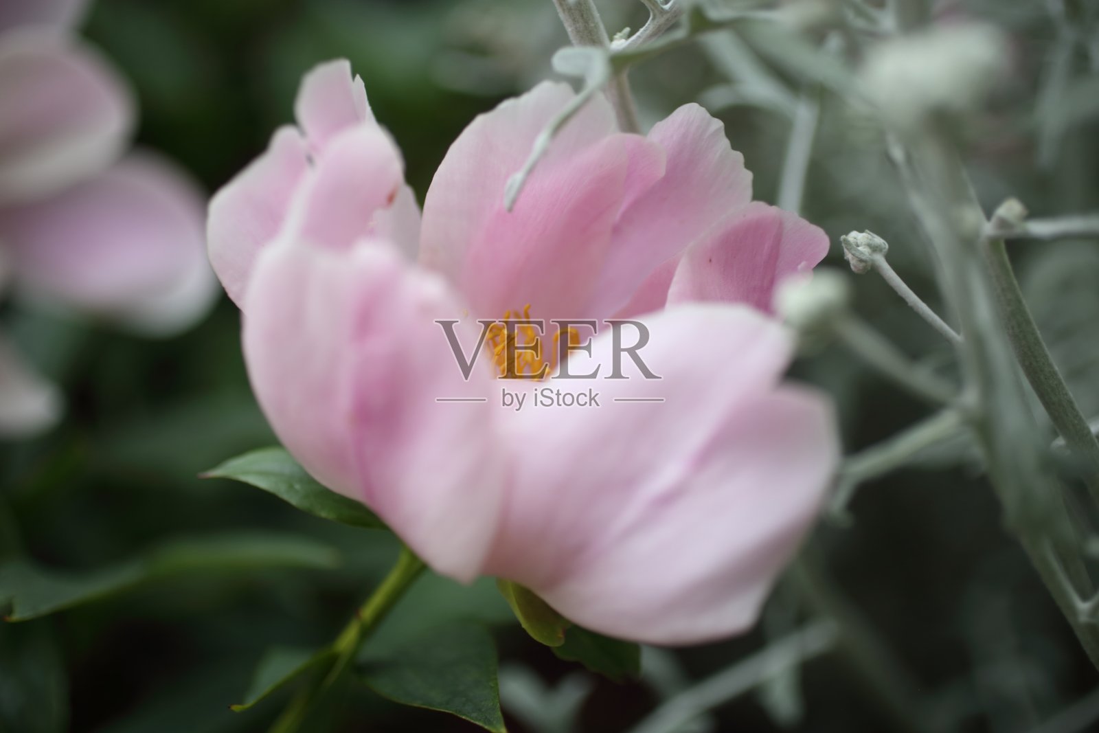 美丽的盛开的粉红牡丹花近了照片摄影图片