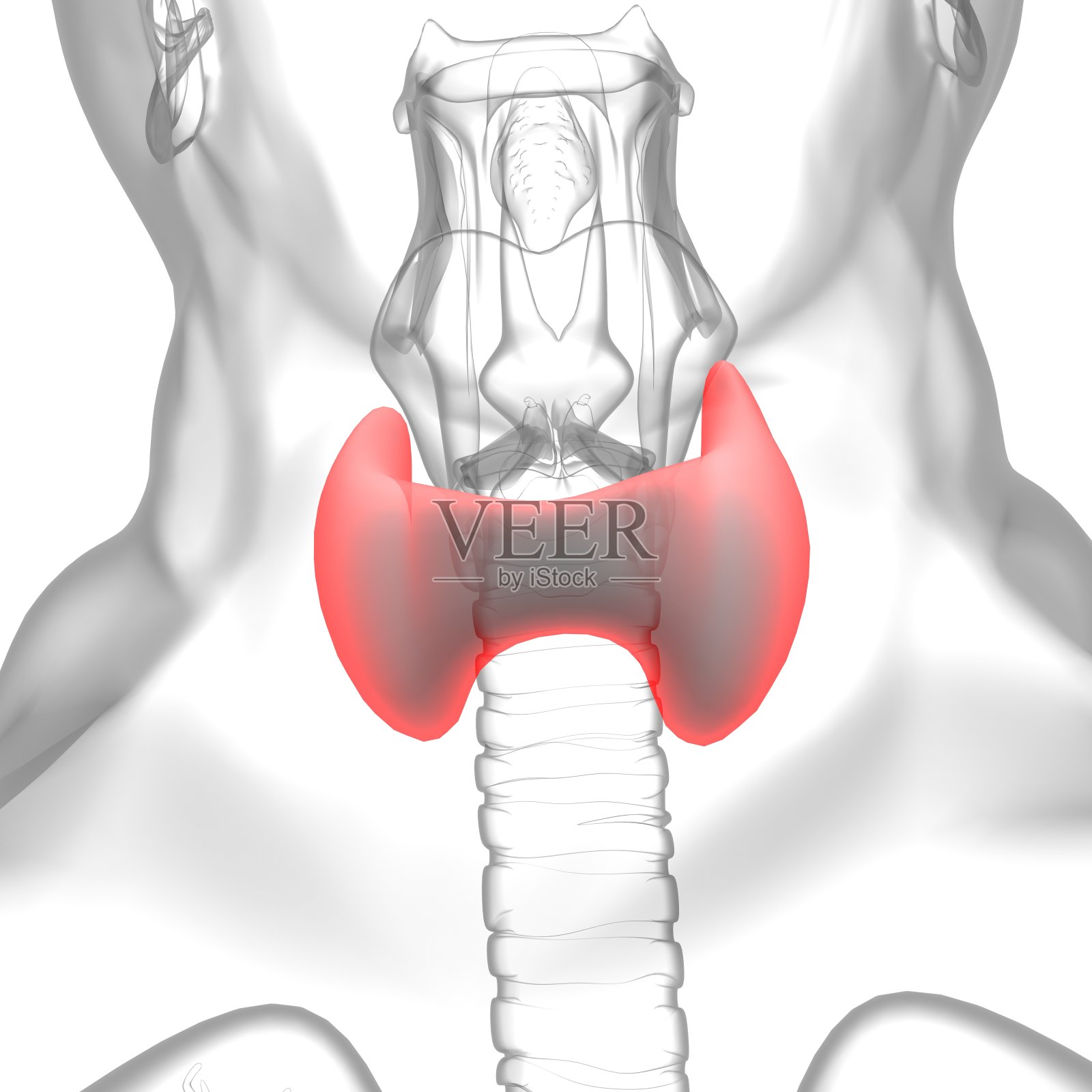 甲状腺解剖学的医疗概念3D照片摄影图片