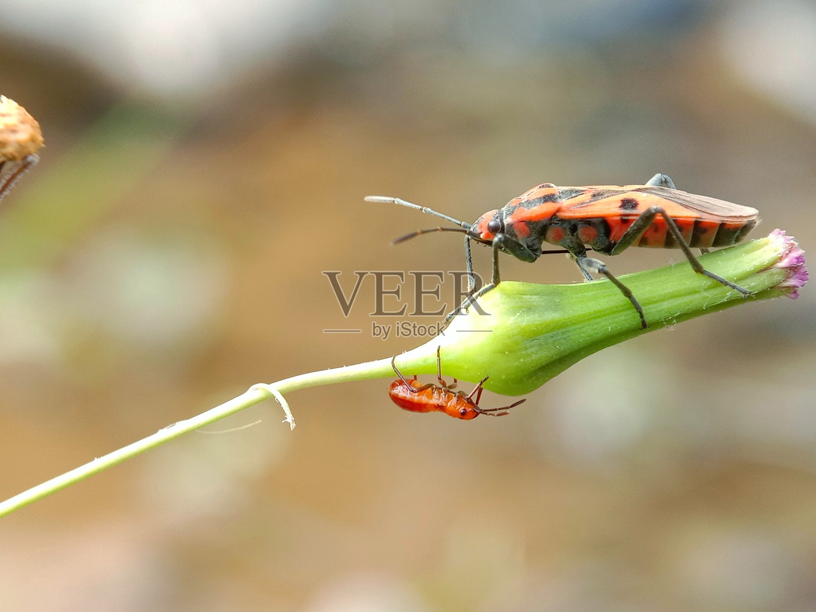 游戏奶酪屋萨卡提利斯照片摄影图片