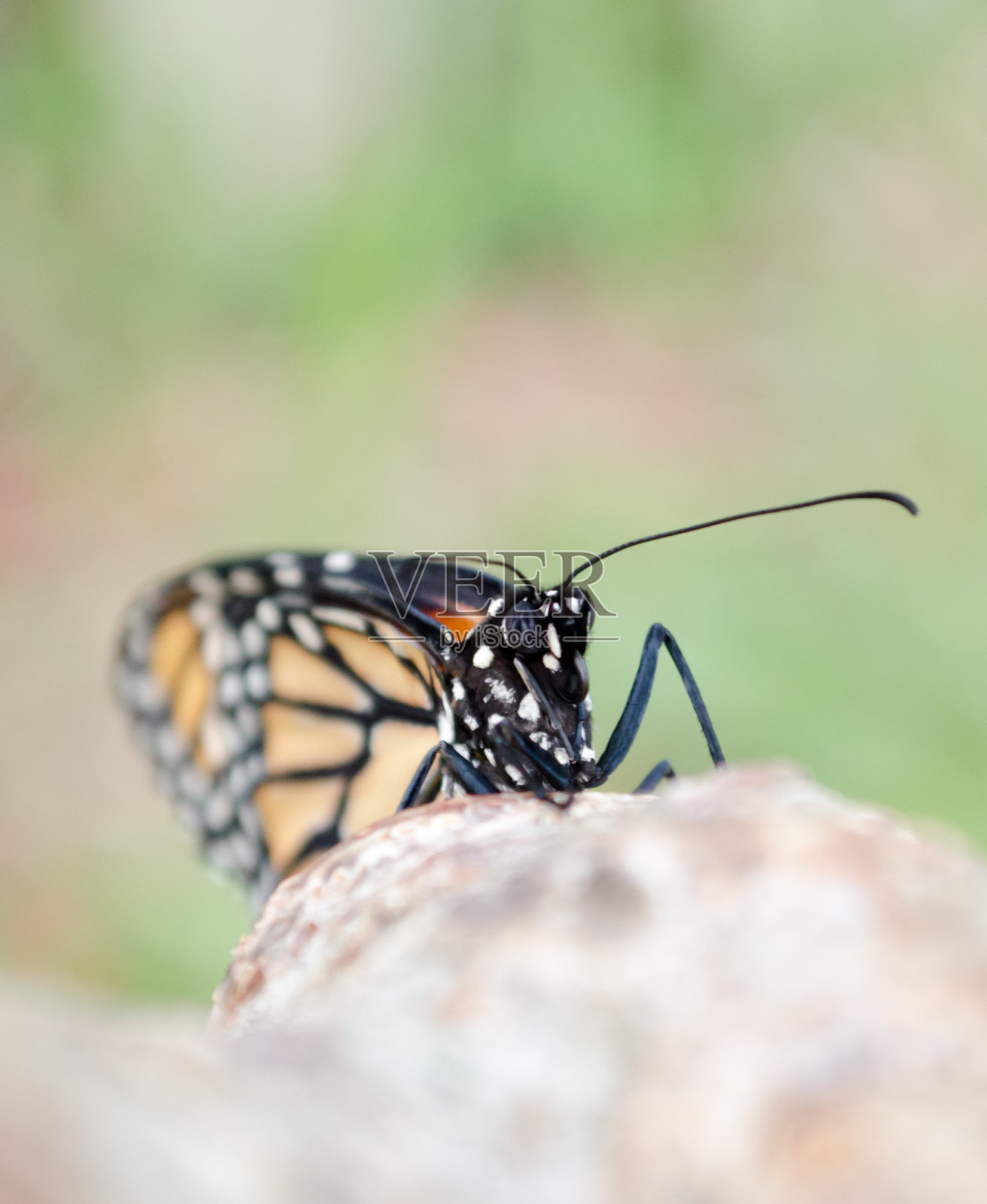 近距离的君主照片摄影图片