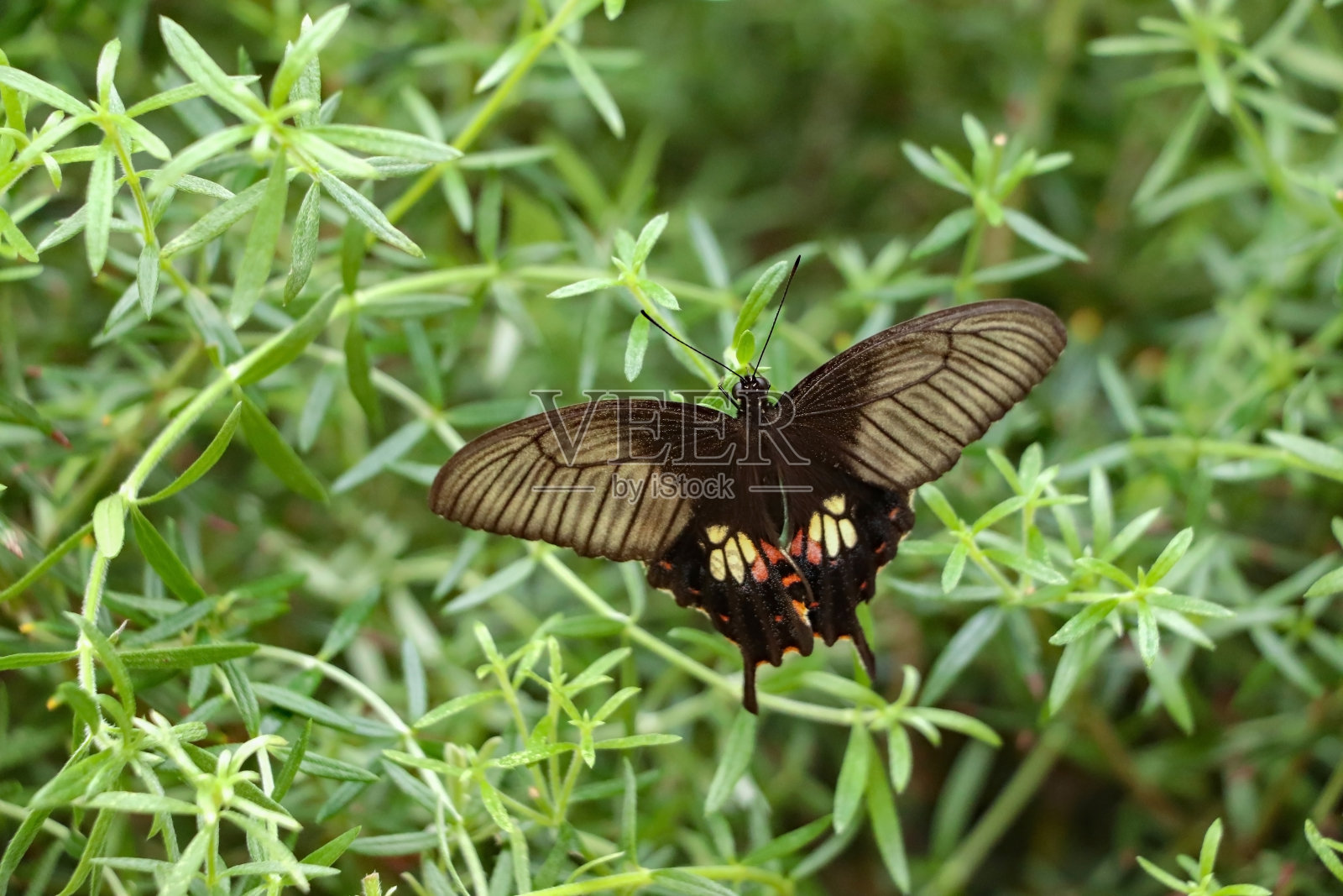 黑色燕尾蝶在绿色的花园里照片摄影图片