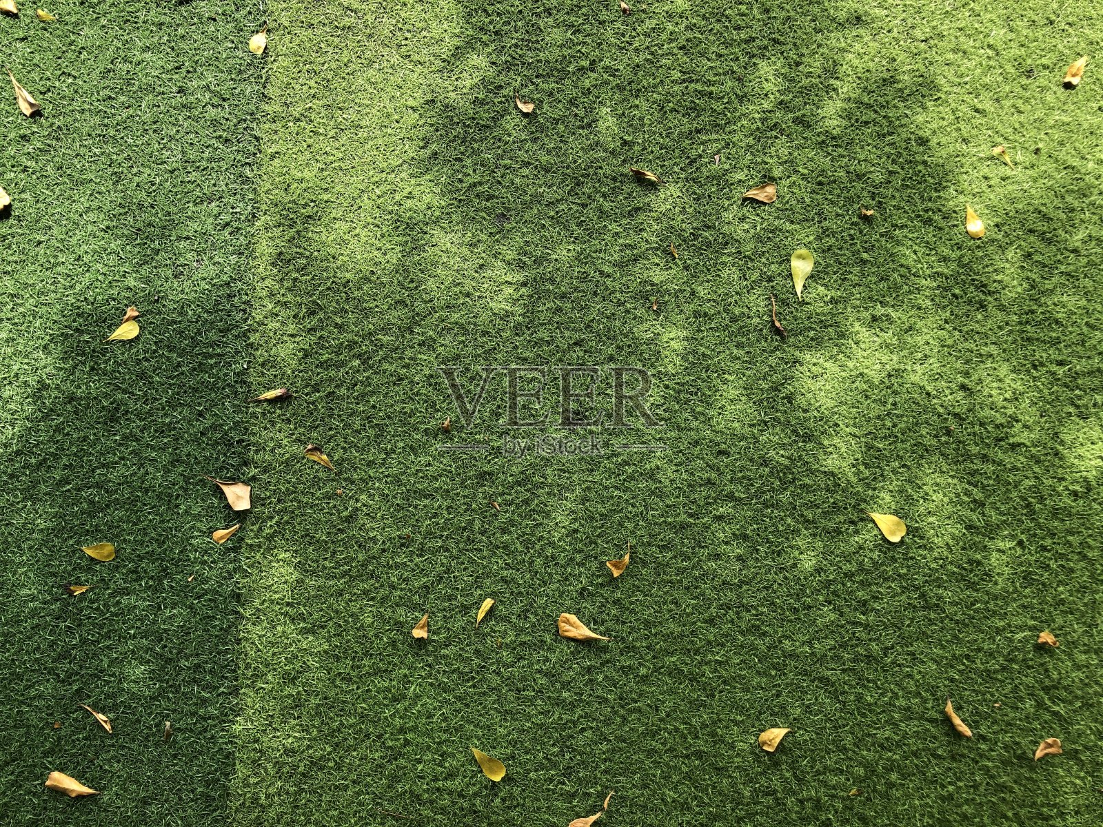 落叶落在草地上照片摄影图片