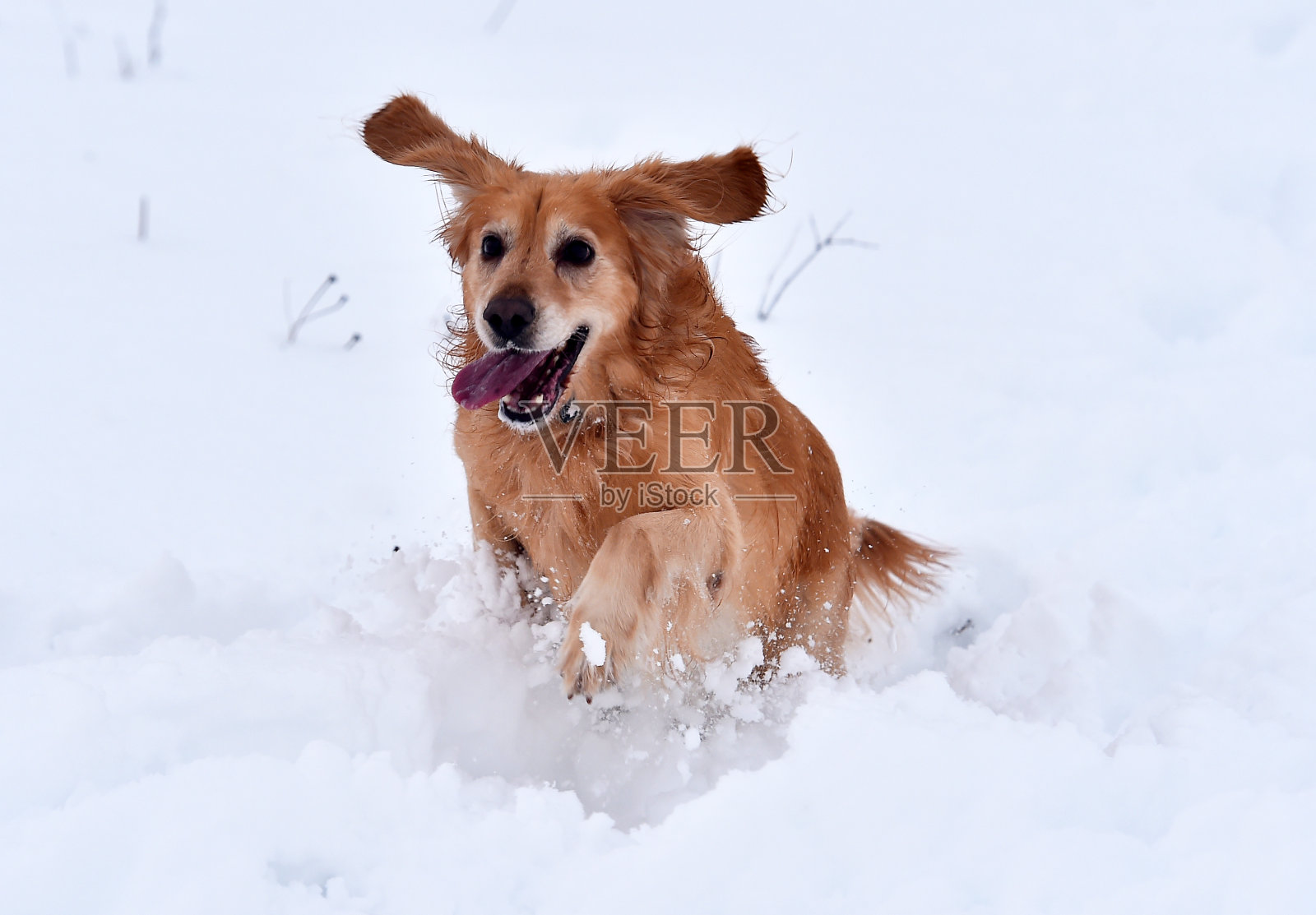 可爱的拉布拉多狗在雪地里奔跑照片摄影图片
