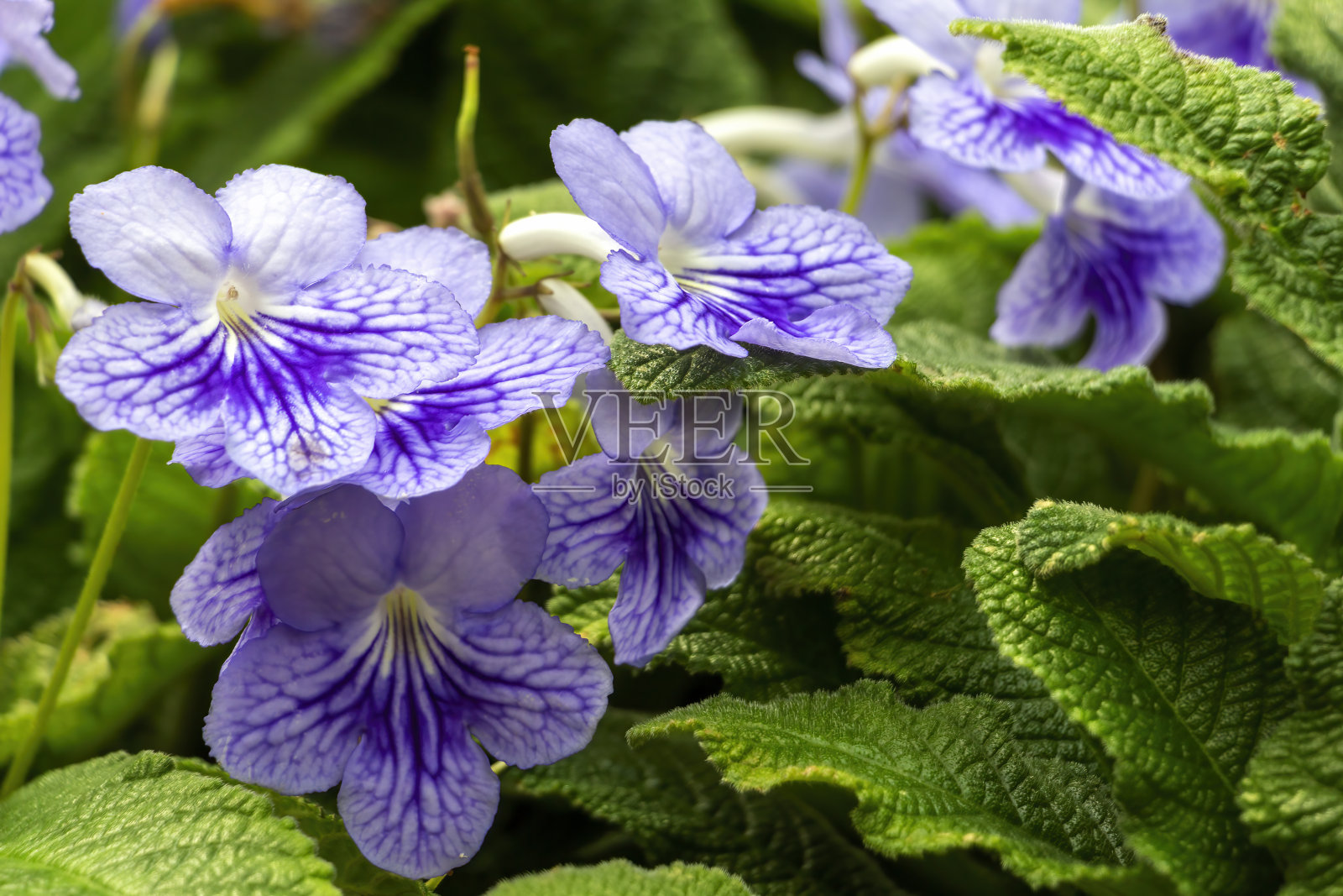 Streptocarpus rexii花照片摄影图片