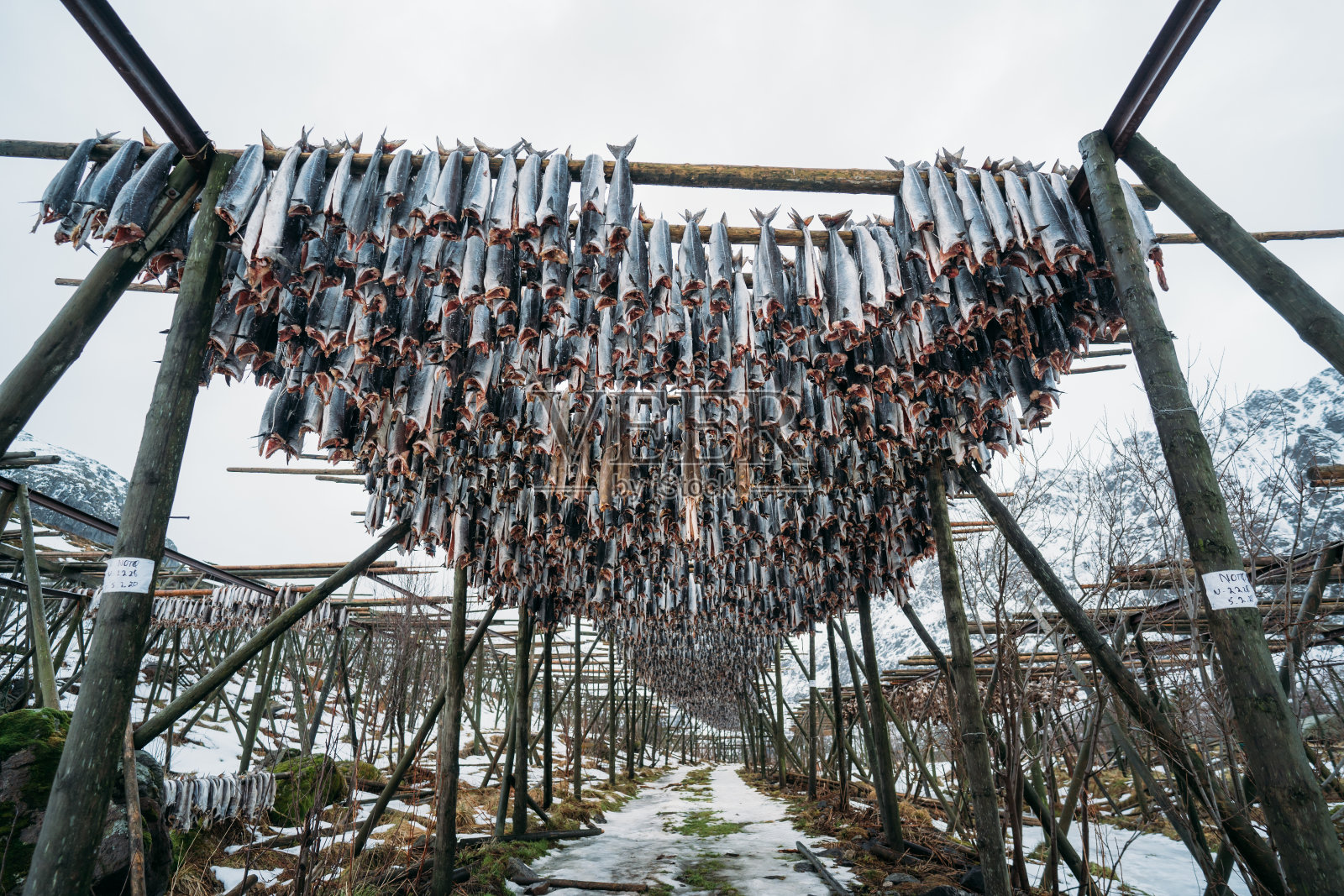 挪威罗浮敦，架子上摆满了干鳕鱼照片摄影图片