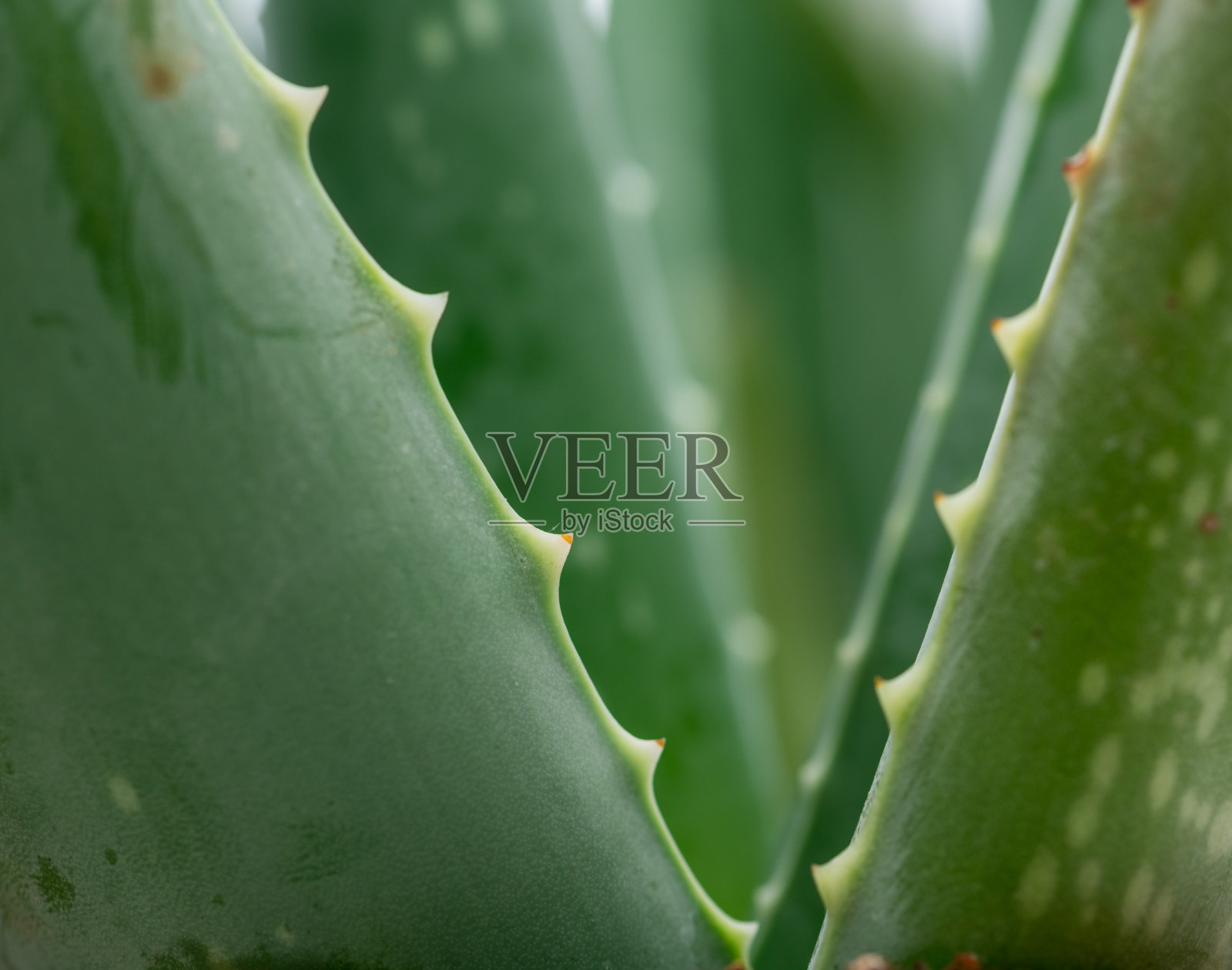 肉质植物的大叶子照片摄影图片