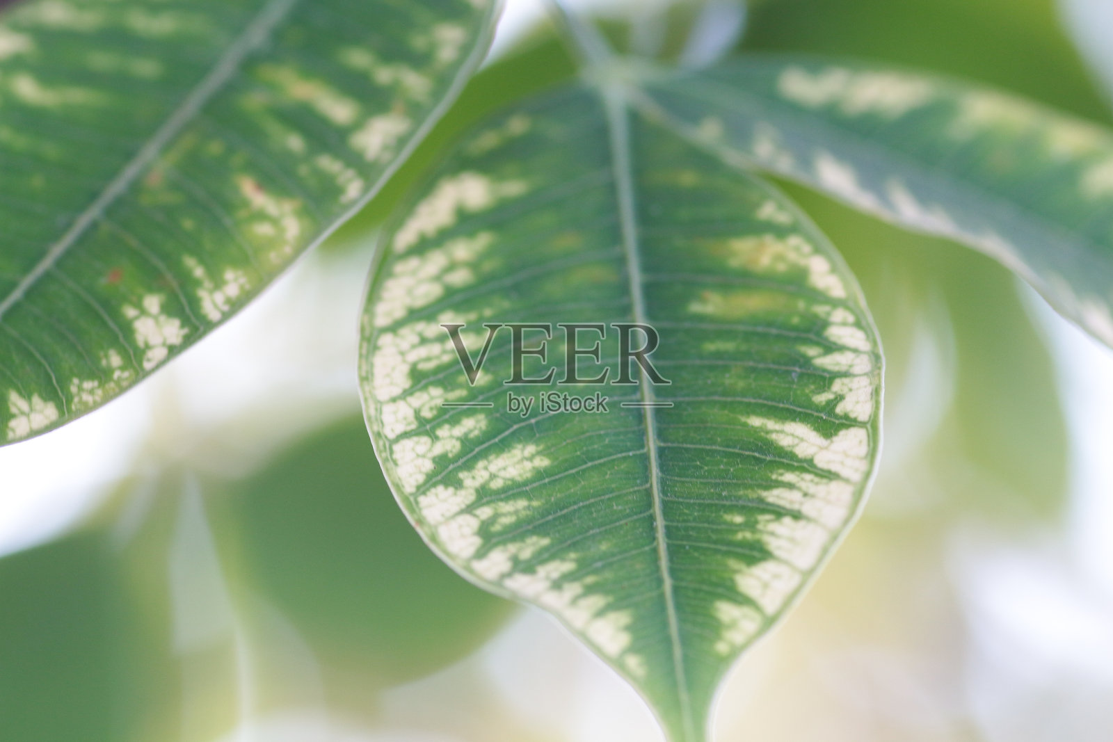 美丽的叶子背景照片摄影图片