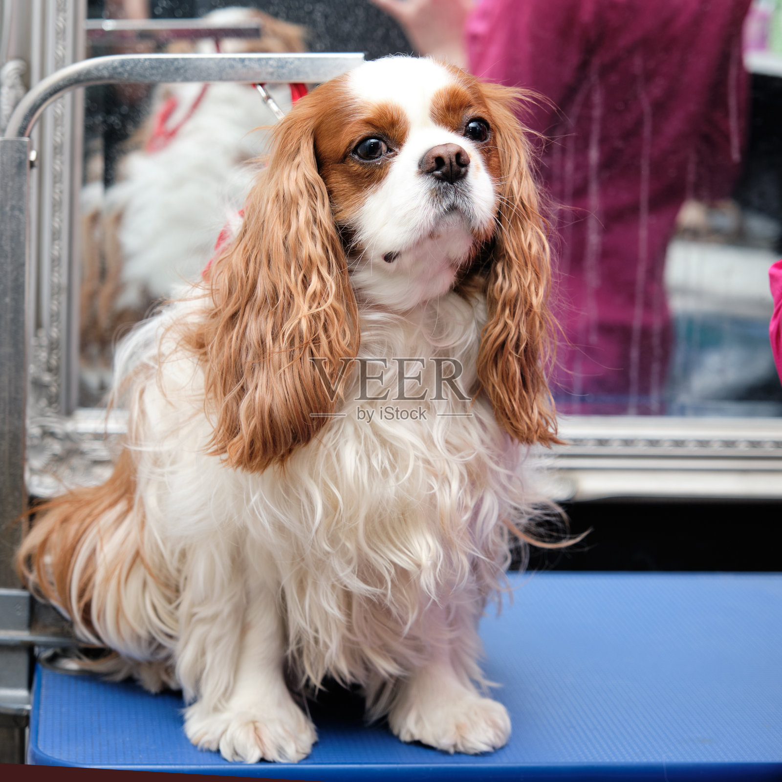 在办公室里，骑士国王查尔斯长毛猎犬坐在理发前照顾宠物。照片摄影图片