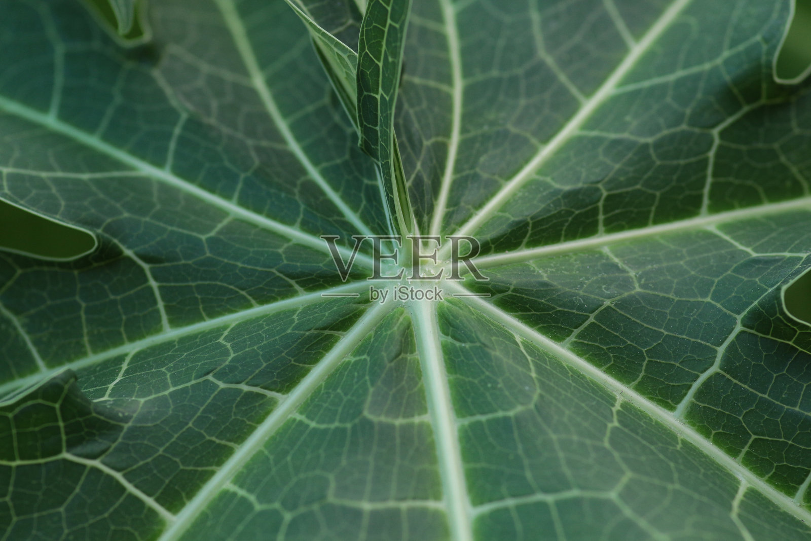 绿叶蔬菜背景照片摄影图片