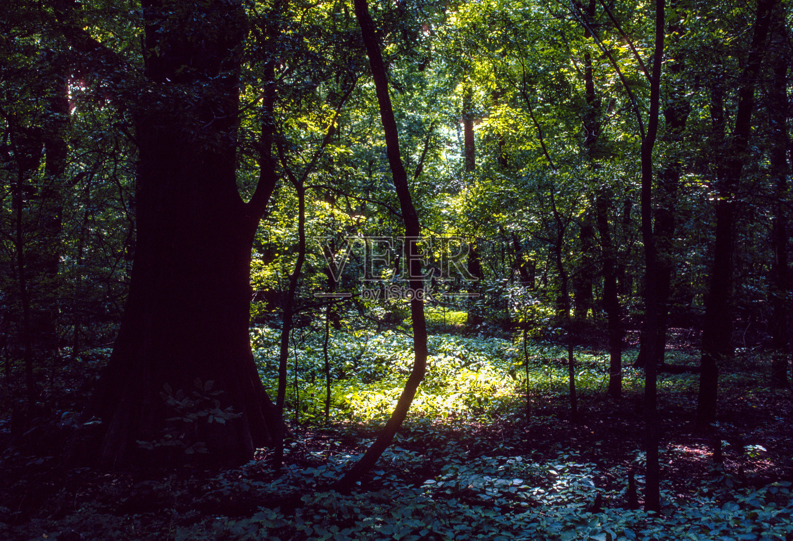 大橡树州立公园-森林- 1991照片摄影图片