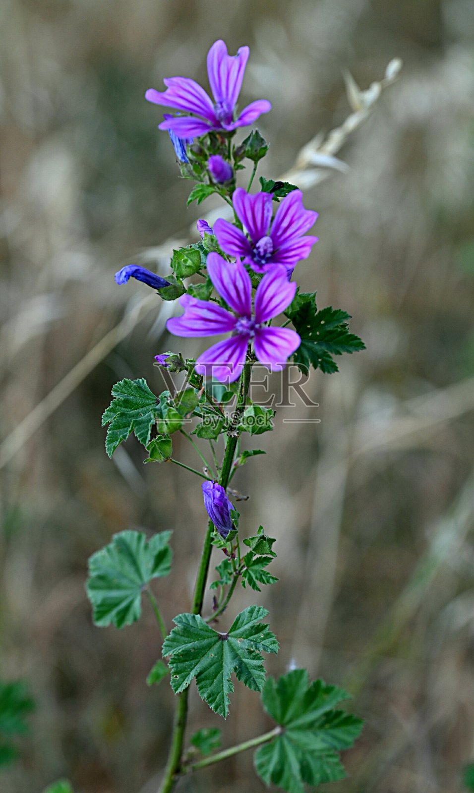 草地上的花照片摄影图片
