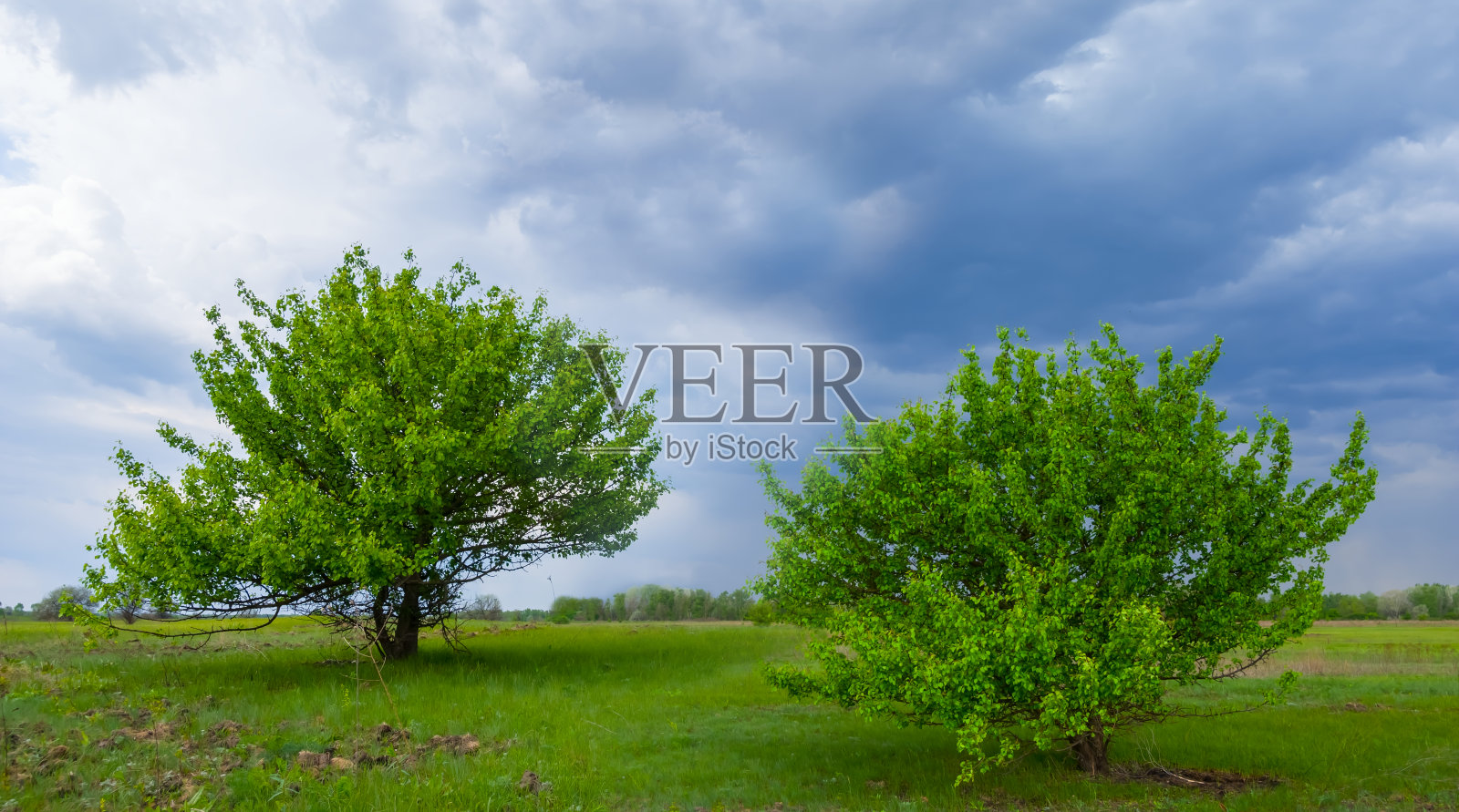 绿树生长在草原上，夏日户外景观照片摄影图片