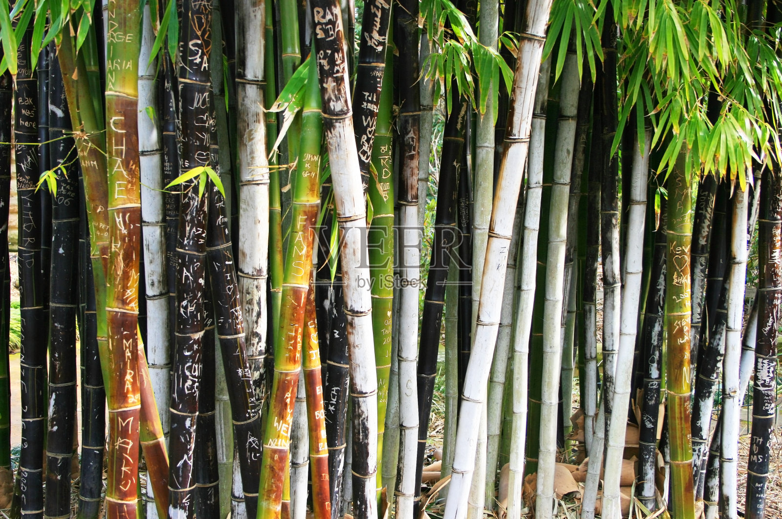 澳大利亚悉尼植物园的竹子照片摄影图片