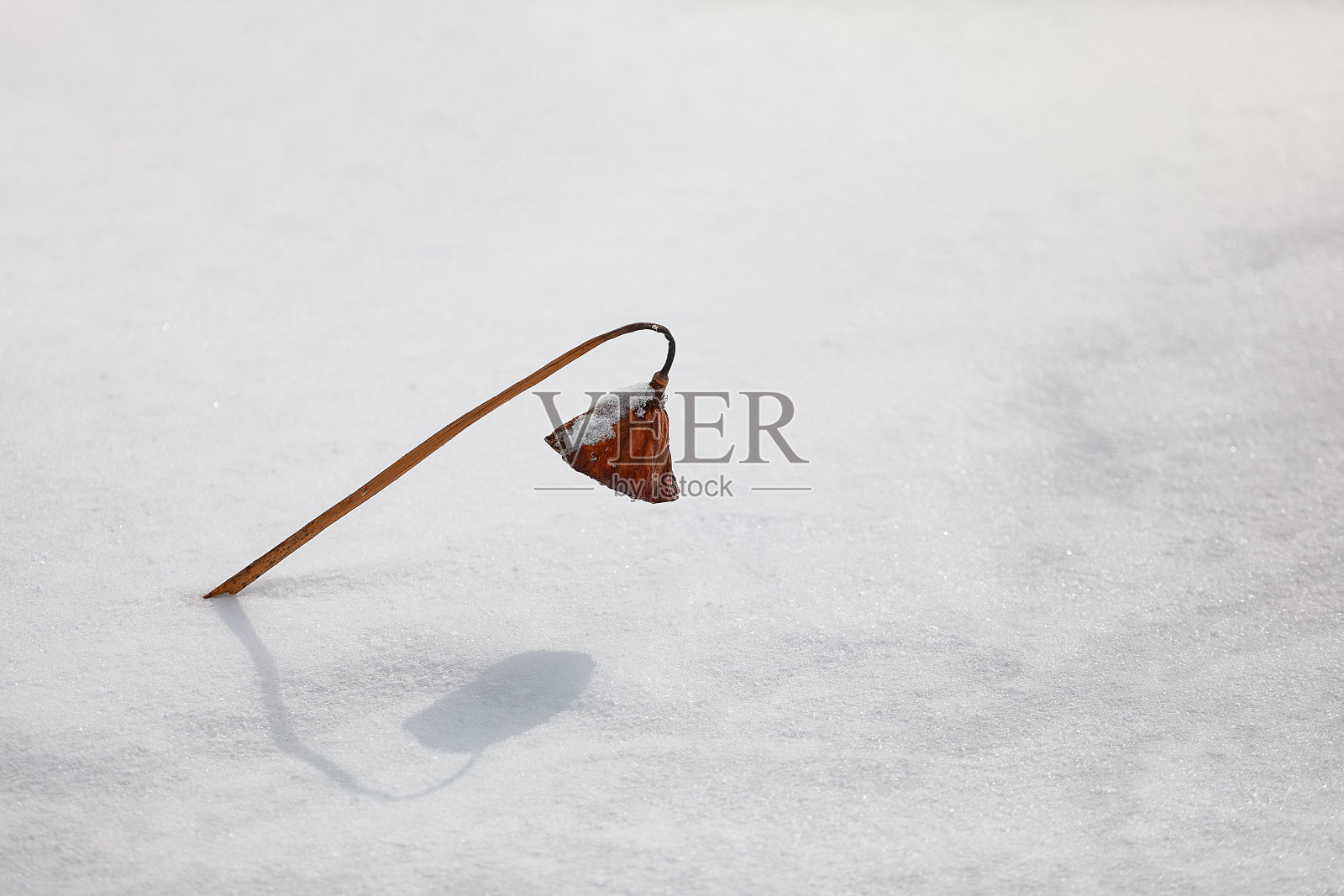 冬天的景色照片摄影图片