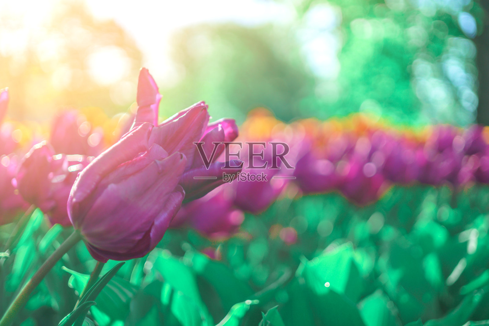 清晨的郁金香。早上在公园。花与露珠特写照片摄影图片