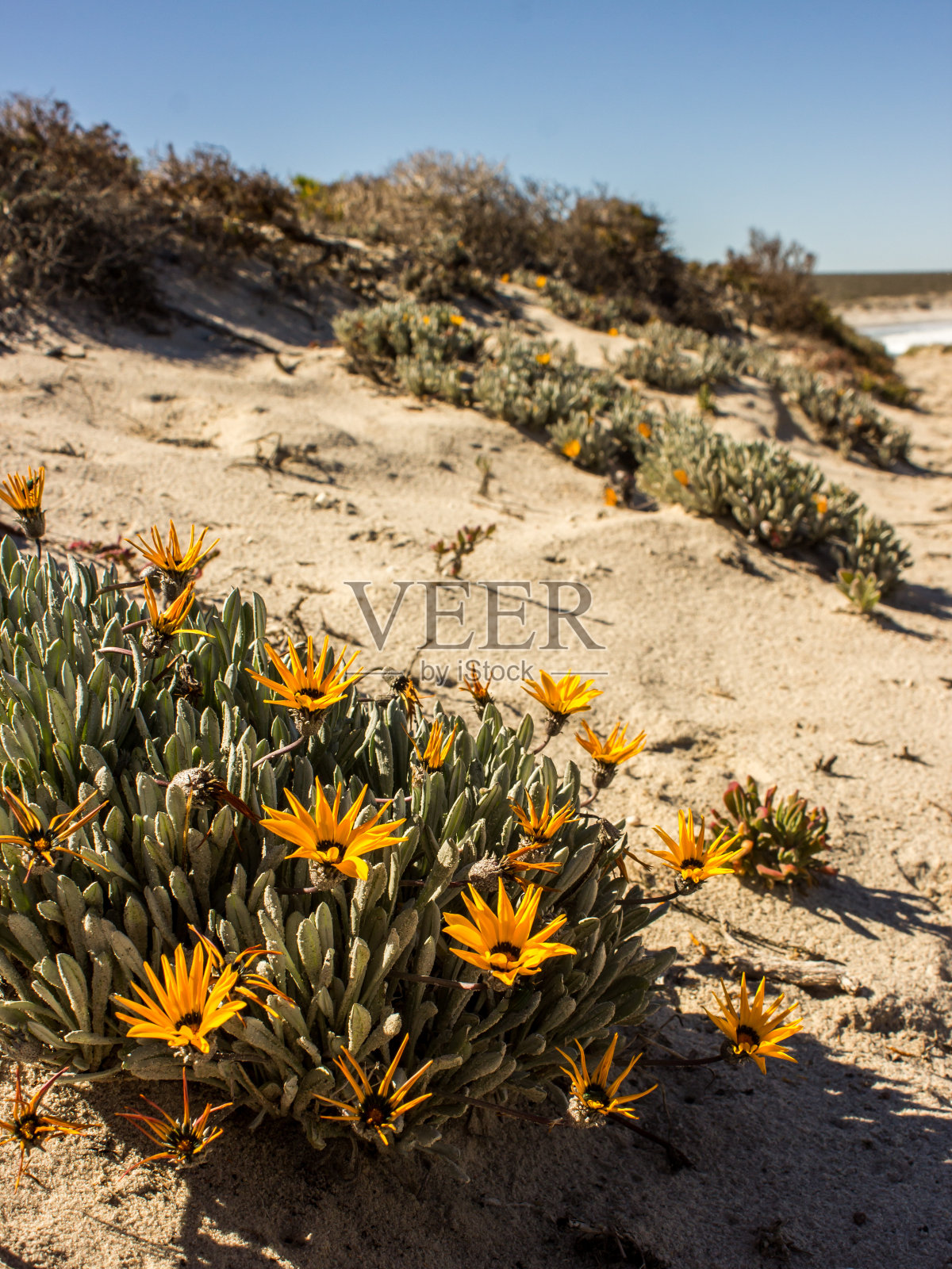 原产地splendidissima照片摄影图片
