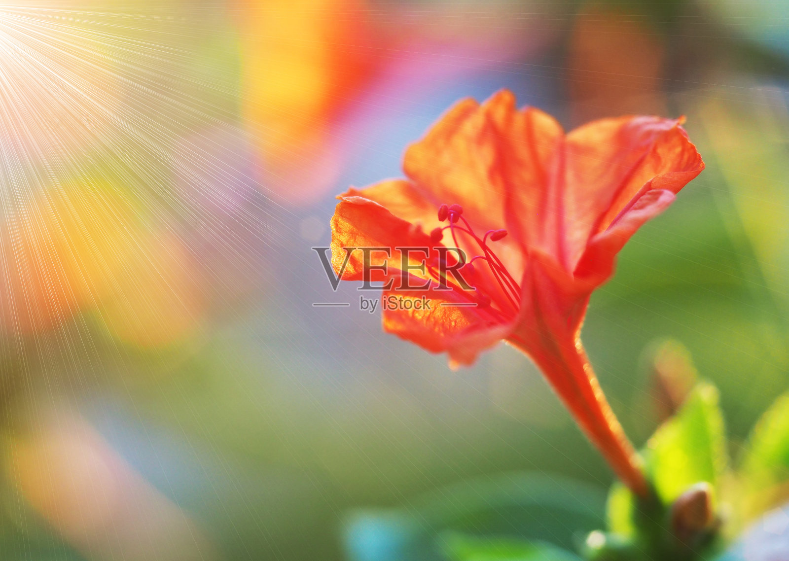 美丽的红花在阳光下绽放照片摄影图片