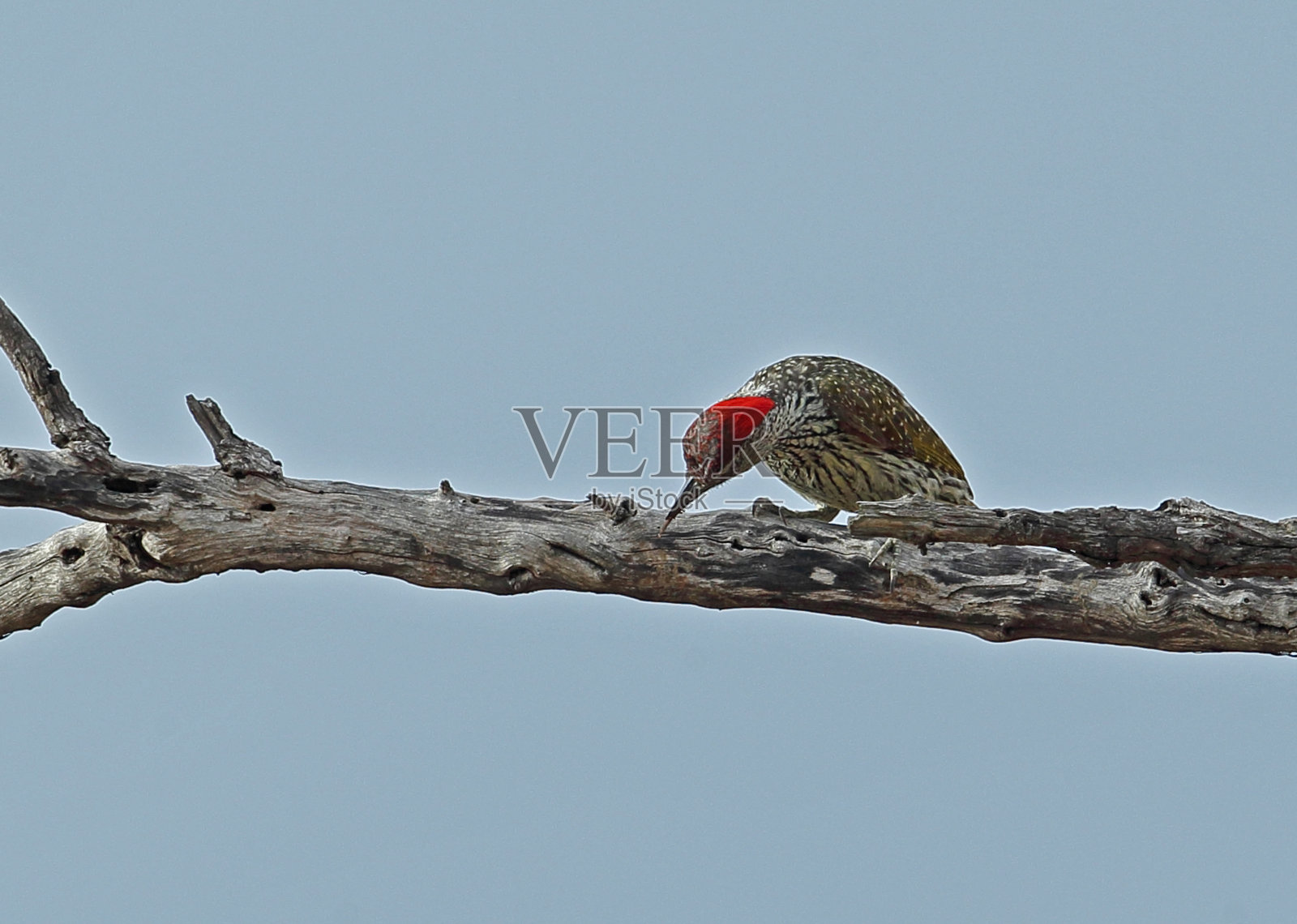 Golden-tailed啄木鸟照片摄影图片