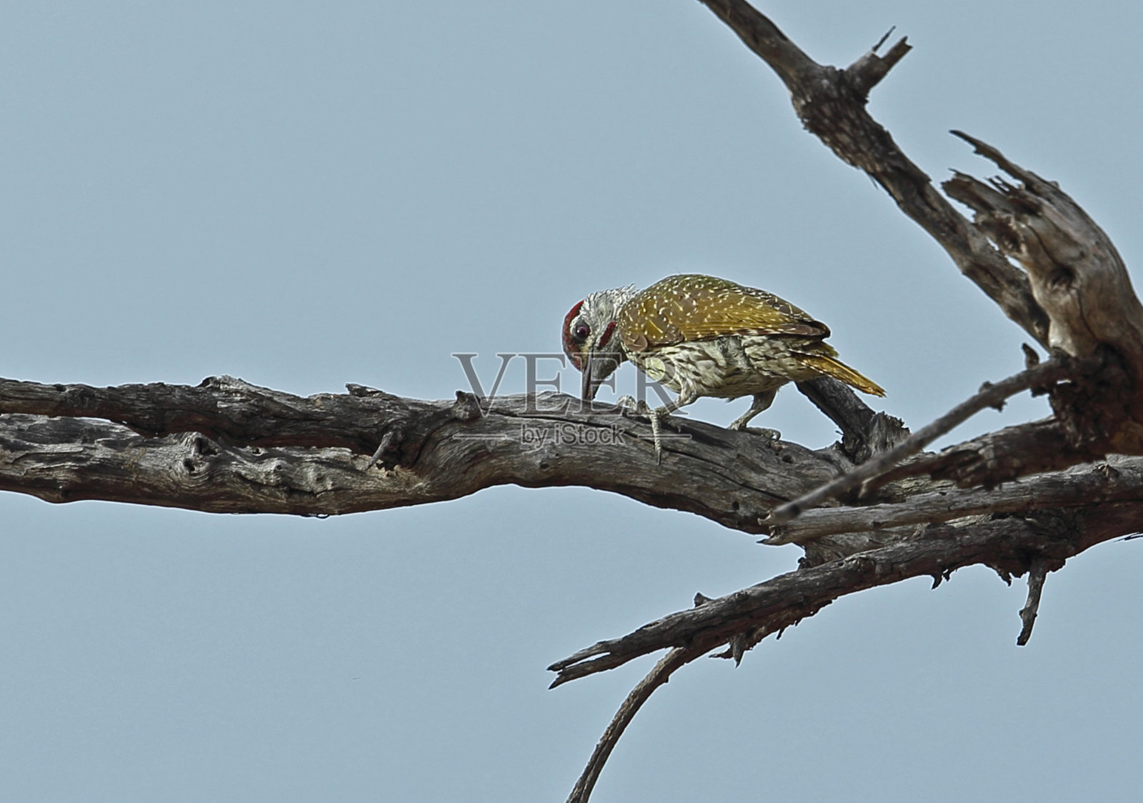 Golden-tailed啄木鸟照片摄影图片