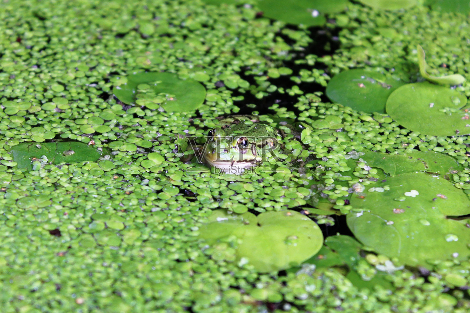 绿色的小青蛙照片摄影图片
