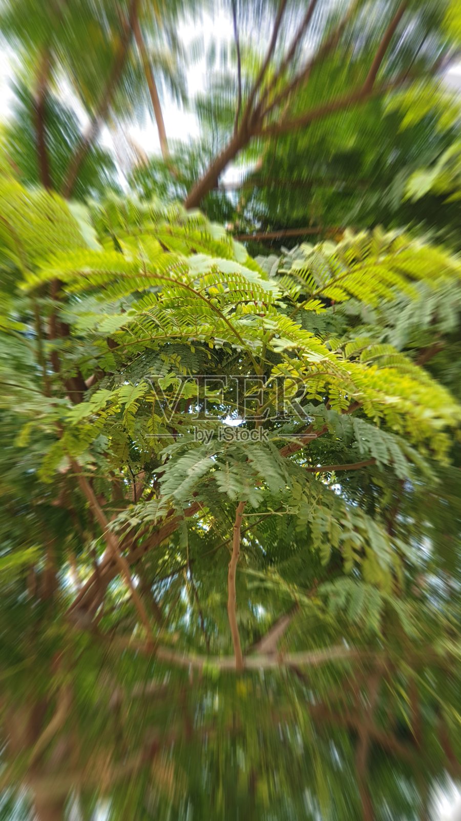 树叶照片摄影图片