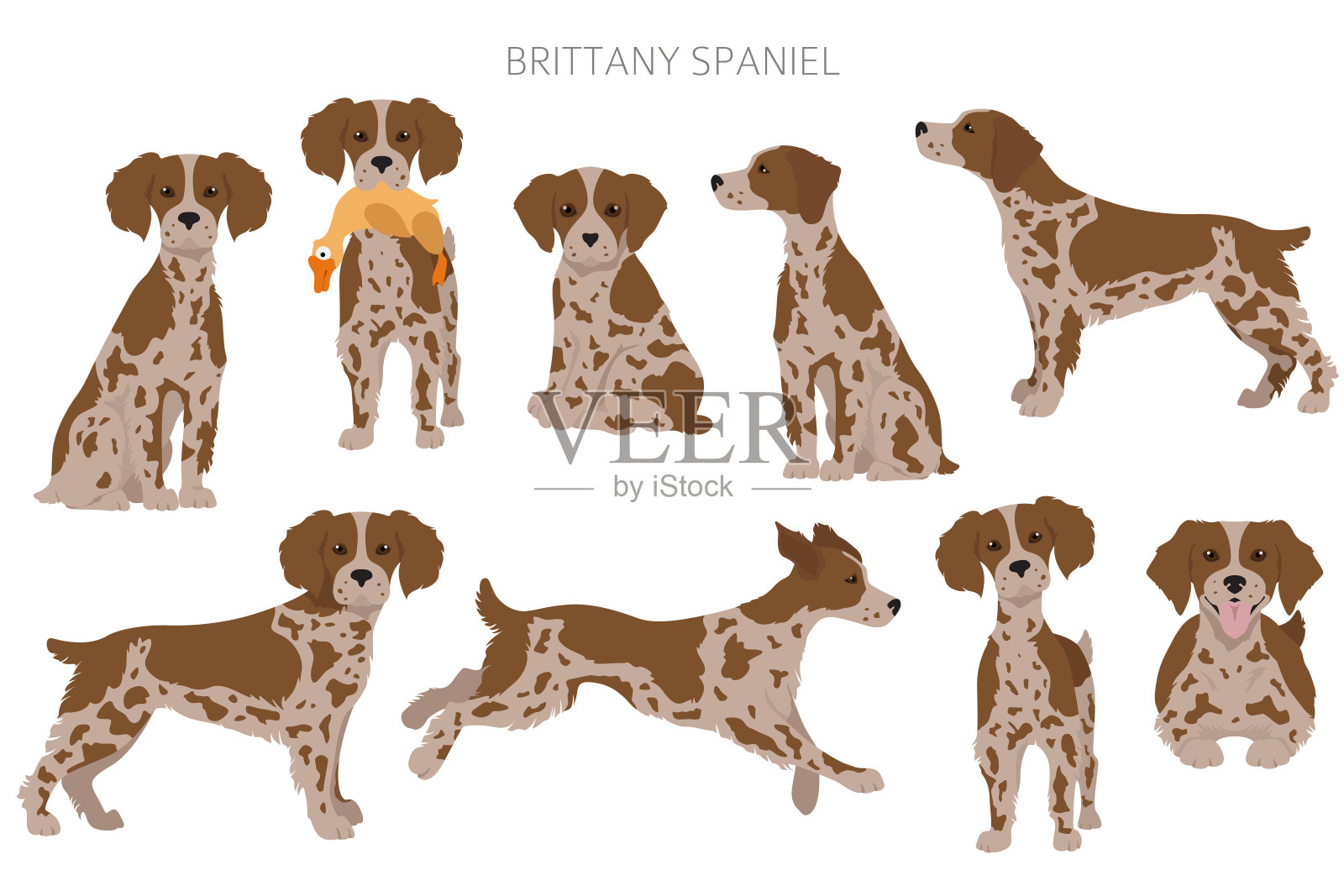 布列塔尼spaneil剪纸艺术。不同的姿势。成年和幼犬信息图表。插画图片素材
