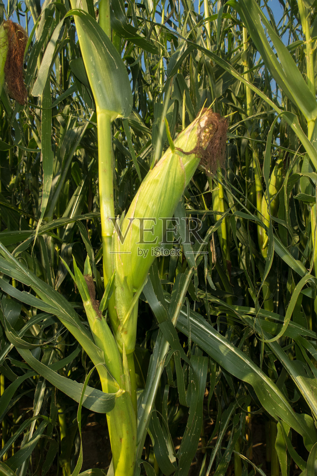 田里的玉米棒照片摄影图片