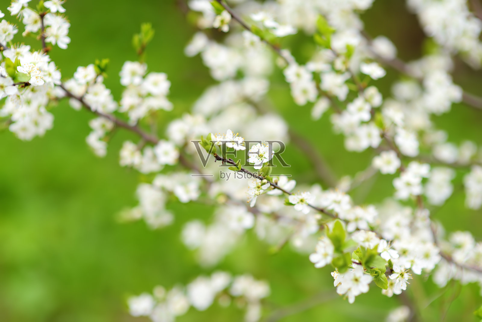 在阳光灿烂的花园樱花树与明亮的天空背景的特写照片照片摄影图片