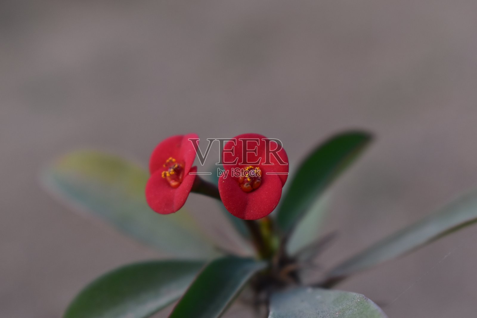 兴奋照片摄影图片