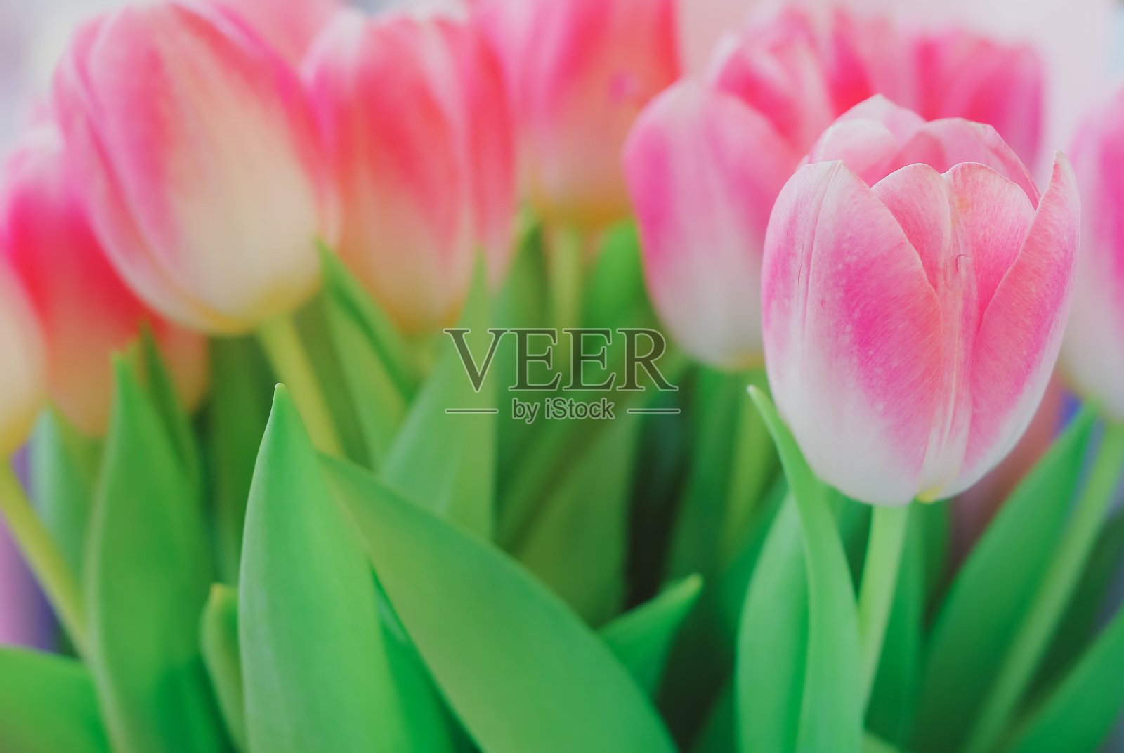 叶子里有许多粉红色的郁金香照片摄影图片