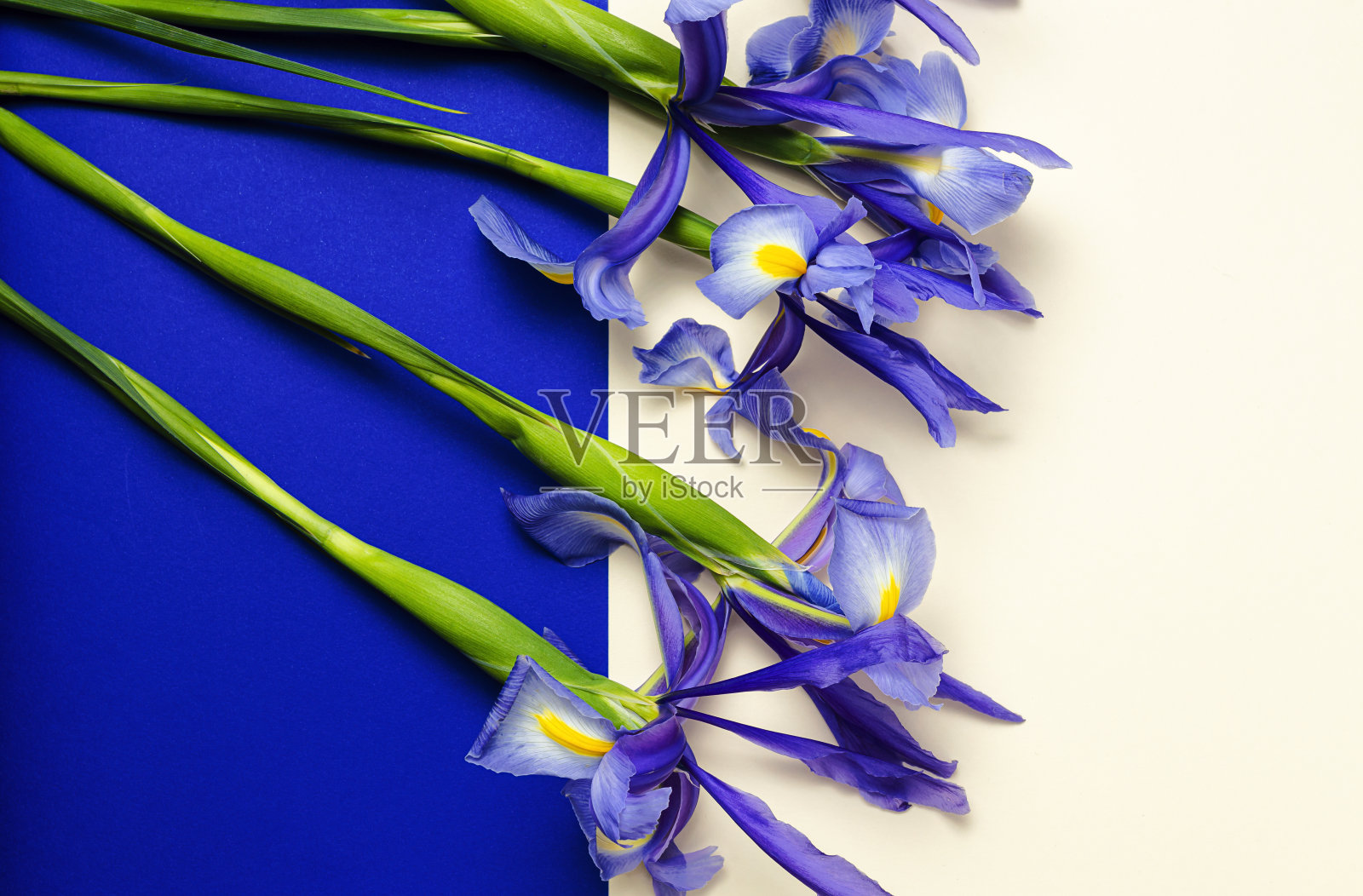 蓝色百合花背景与复制空间照片摄影图片