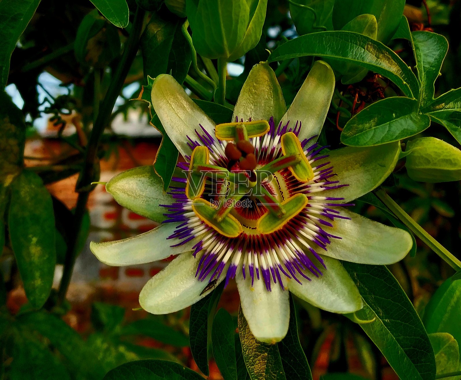 百香果的美照片摄影图片