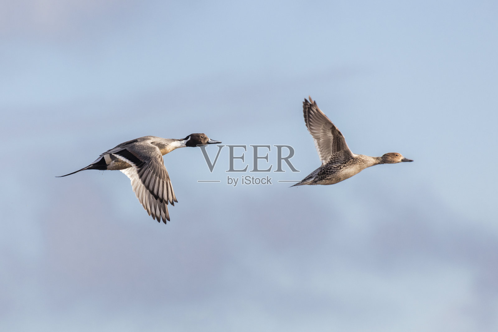 针尾鸭照片摄影图片