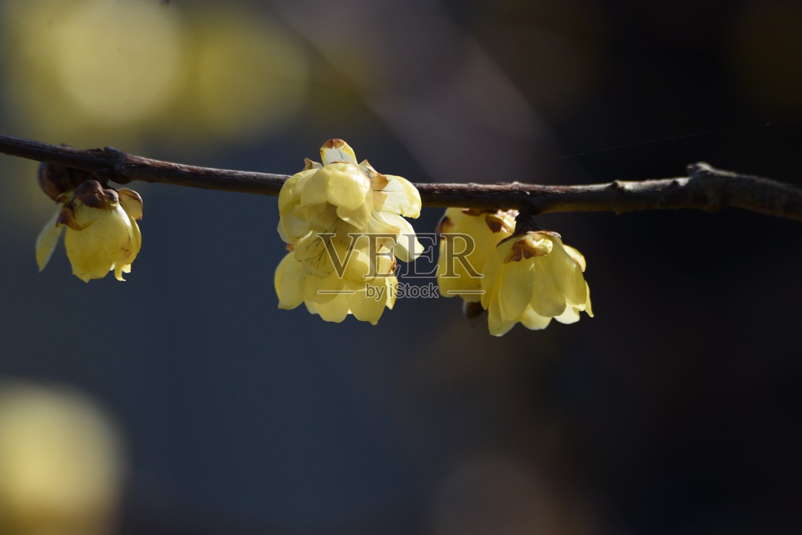 梅花(日本多香果)花照片摄影图片