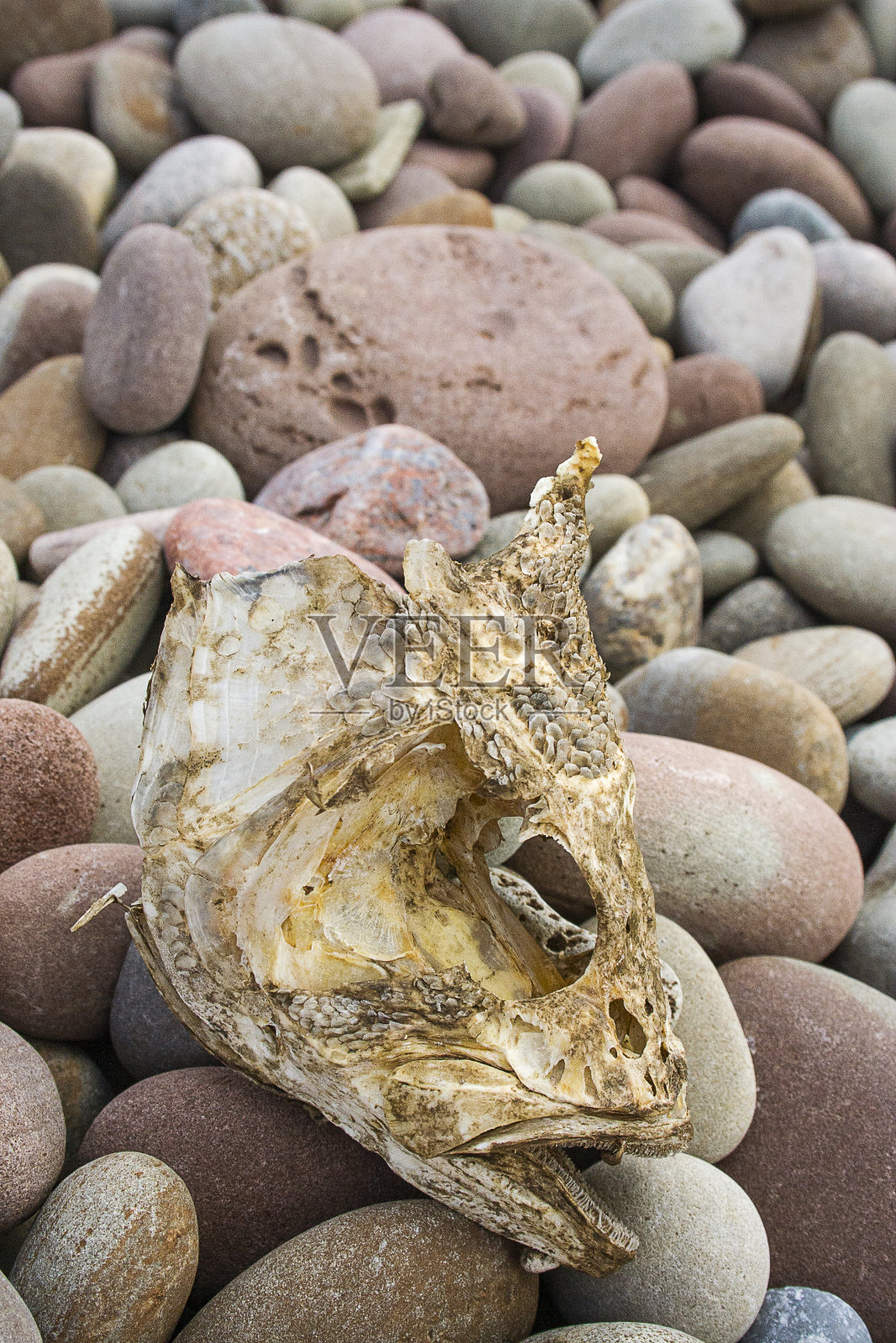 鱼头照片摄影图片