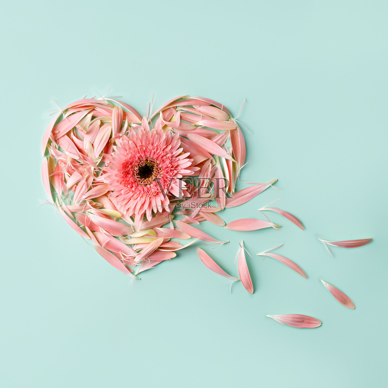 心与非洲菊和粉红色的花瓣在柔和的薄荷背景照片摄影图片