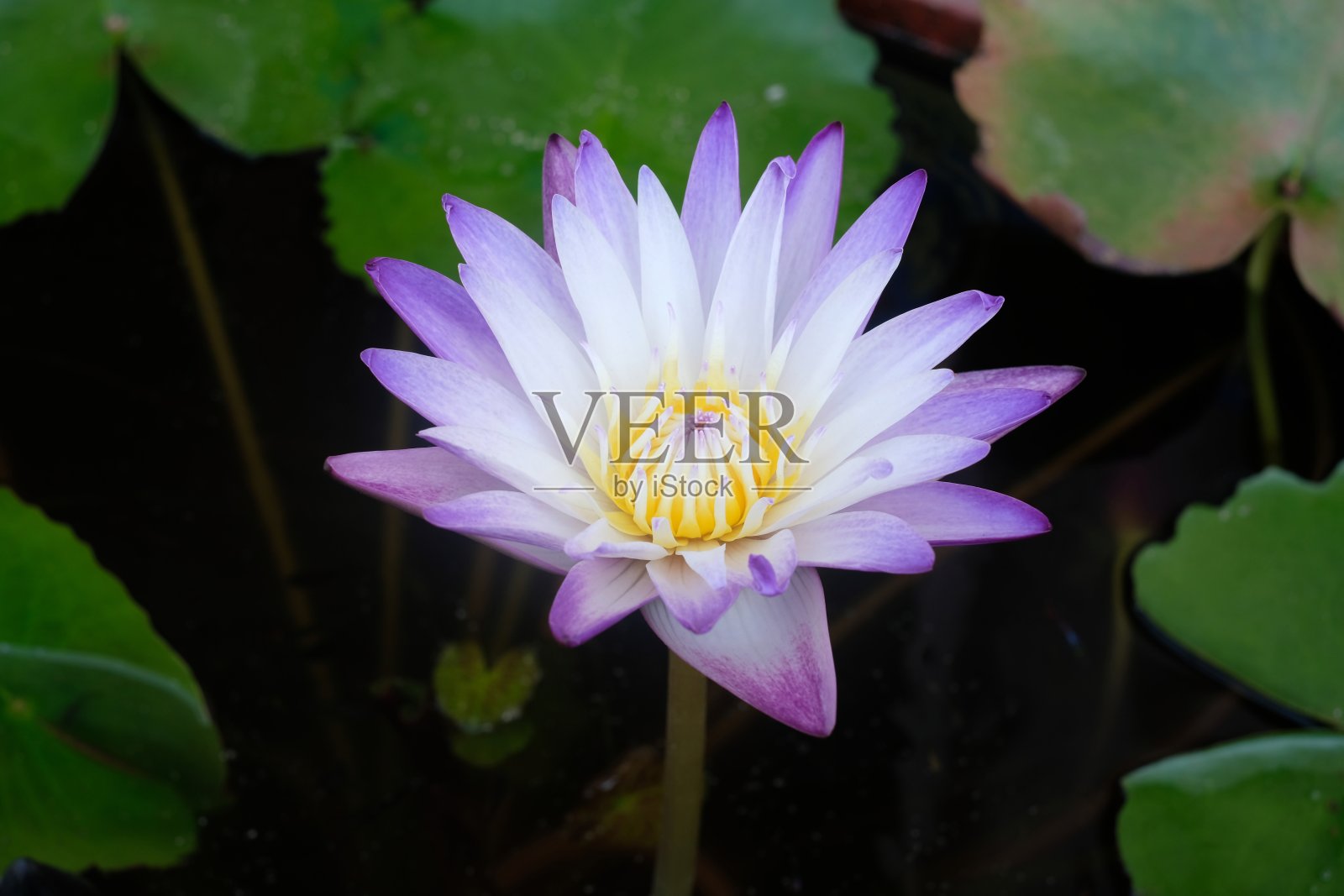 池塘里美丽的紫荷花和绿叶照片摄影图片