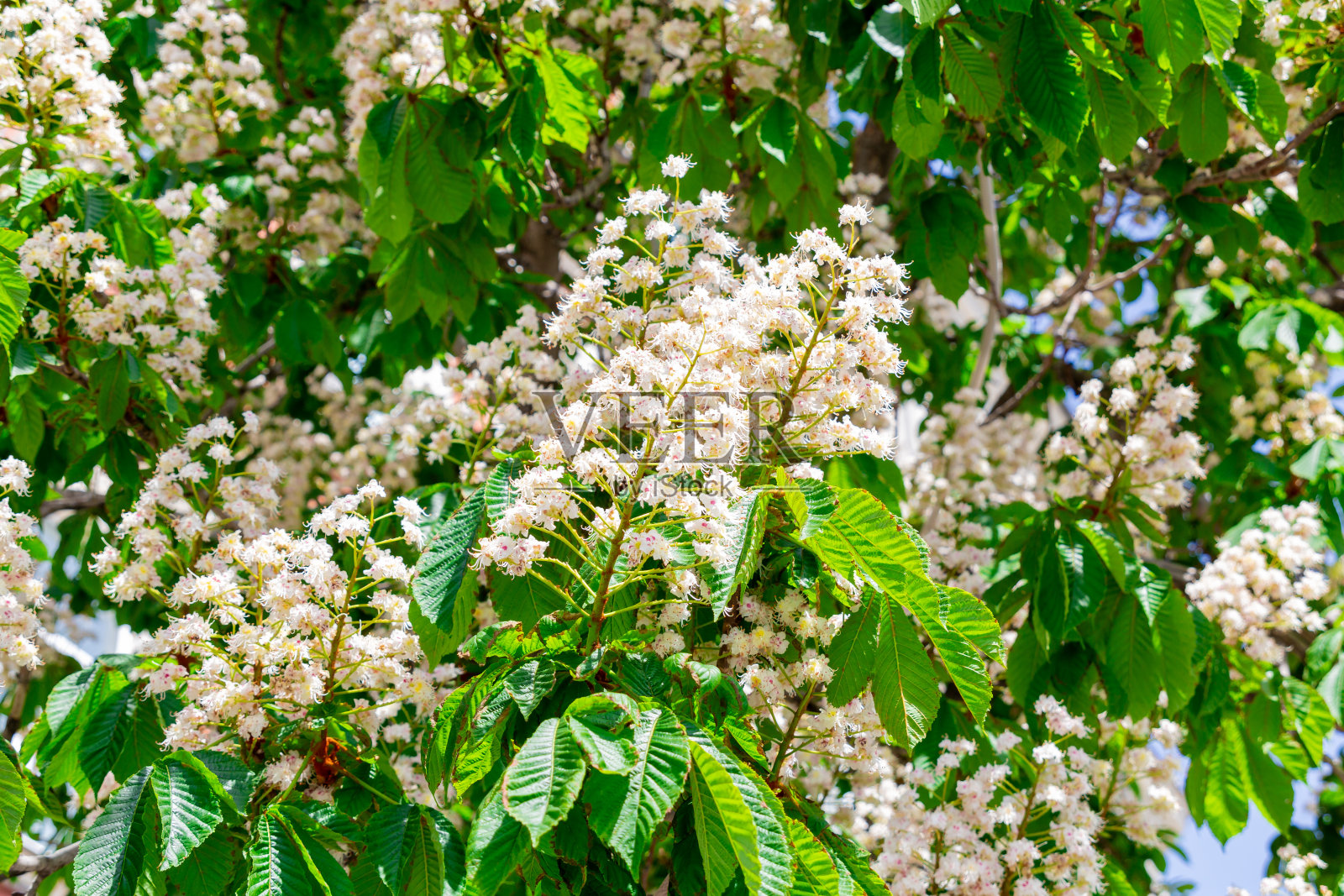 盛开的七叶树照片摄影图片
