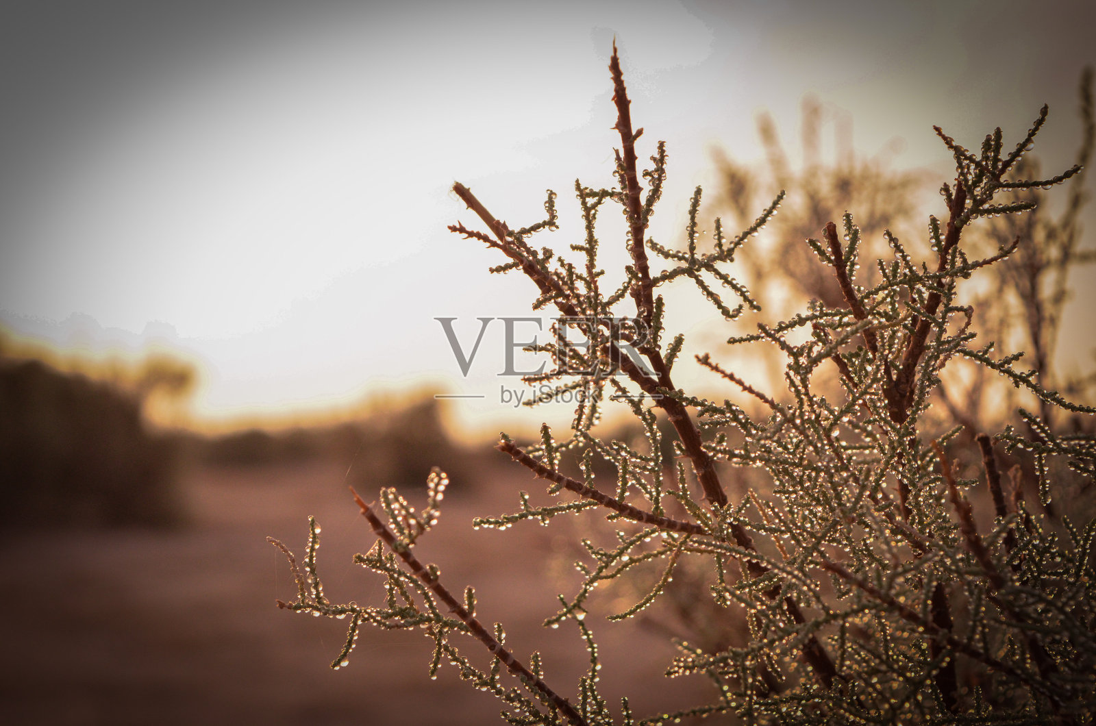 约旦白色沙漠的达赫克峡谷照片摄影图片