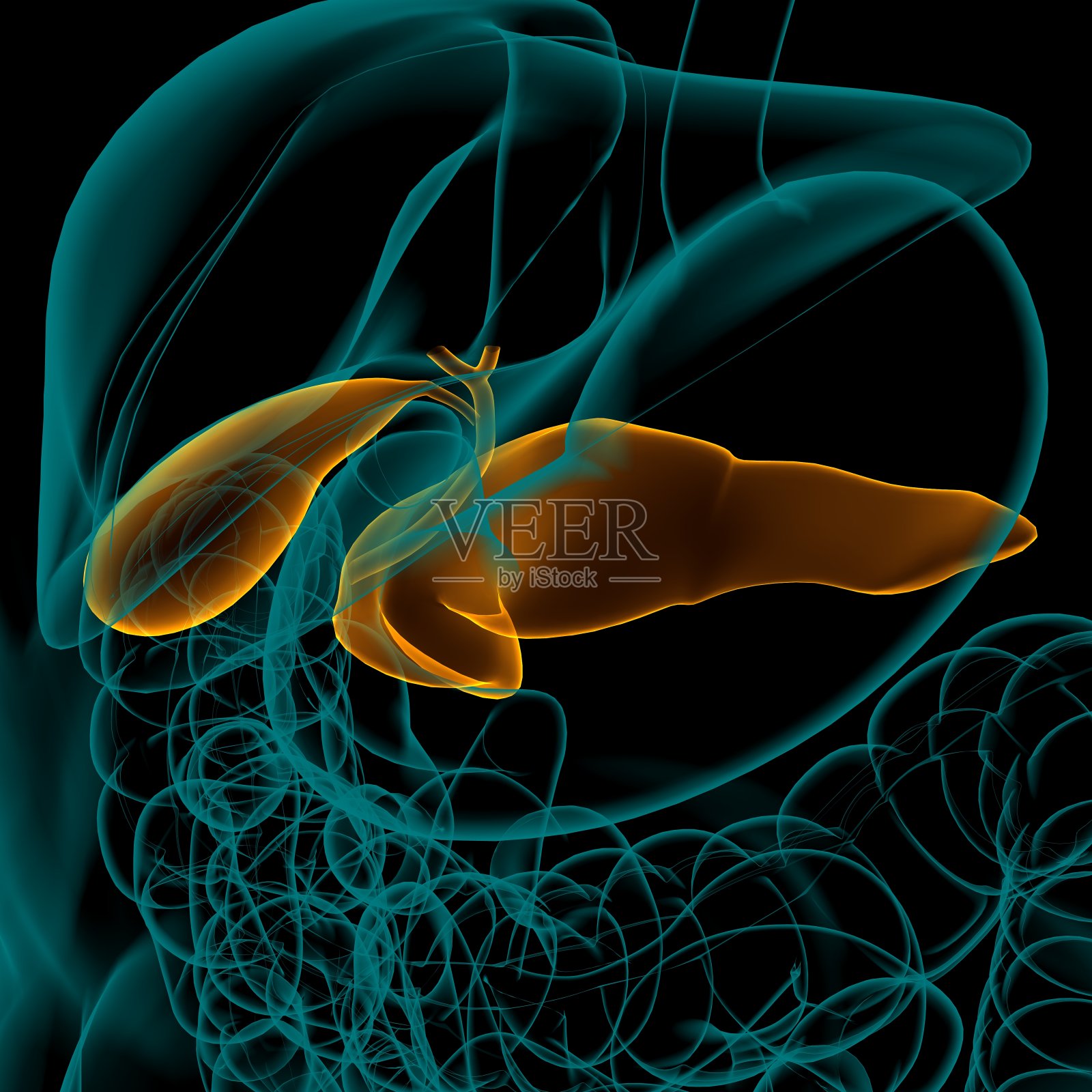 胆囊人体消化系统解剖三维渲染照片摄影图片