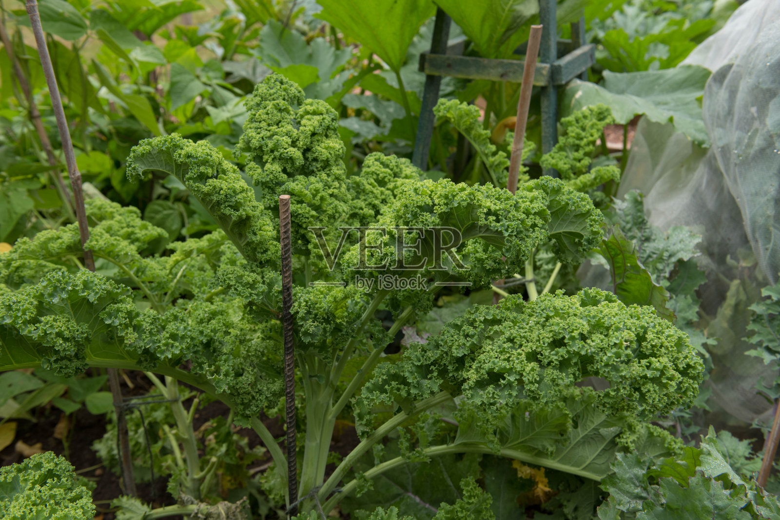 在英国德文郡的一个菜园中种植的有机绿卷叶甘蓝照片摄影图片