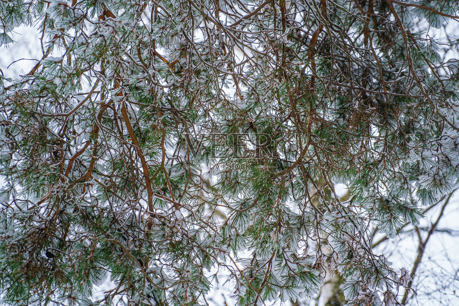 乌克兰冬季公园里，松树树枝上的雪照片摄影图片