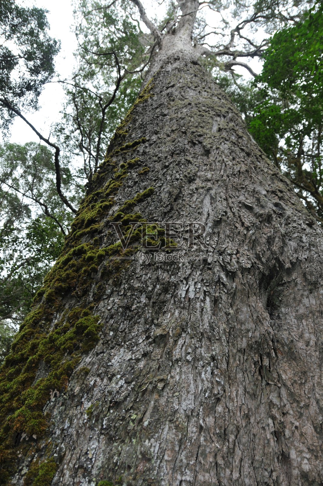 Outeniqua黄木是一种常绿针叶树，通常能长到150英尺高，但已知能达到200英尺。照片摄影图片