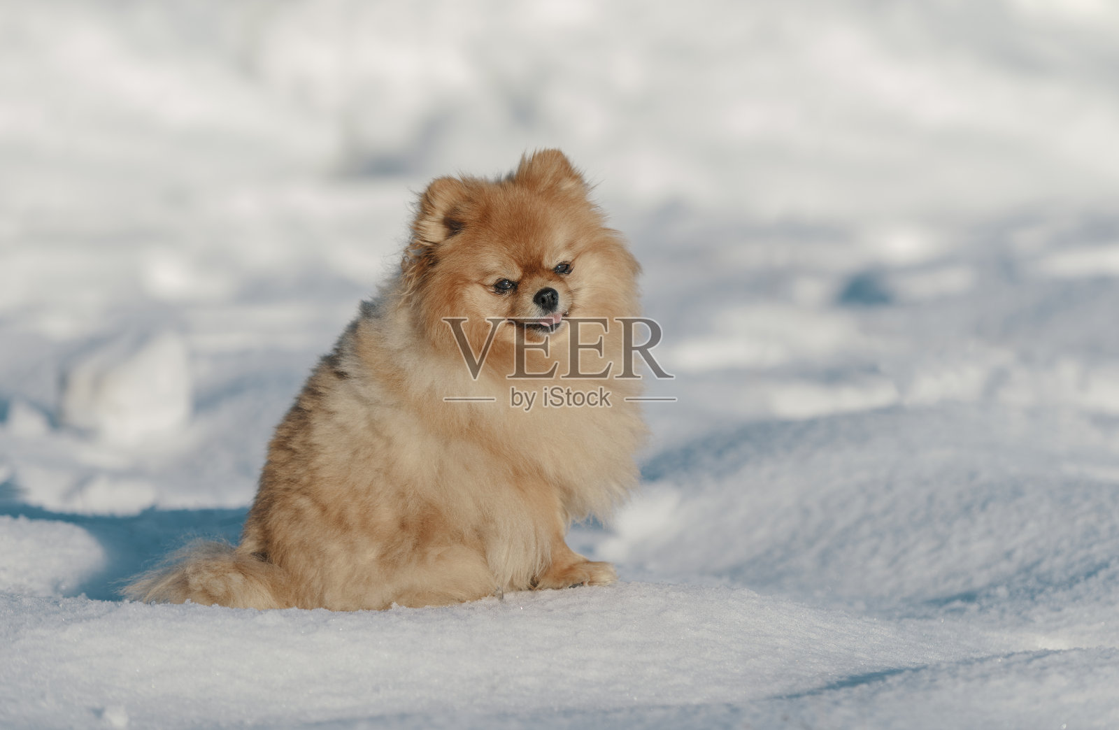 美丽的博美犬坐在雪地里照片摄影图片