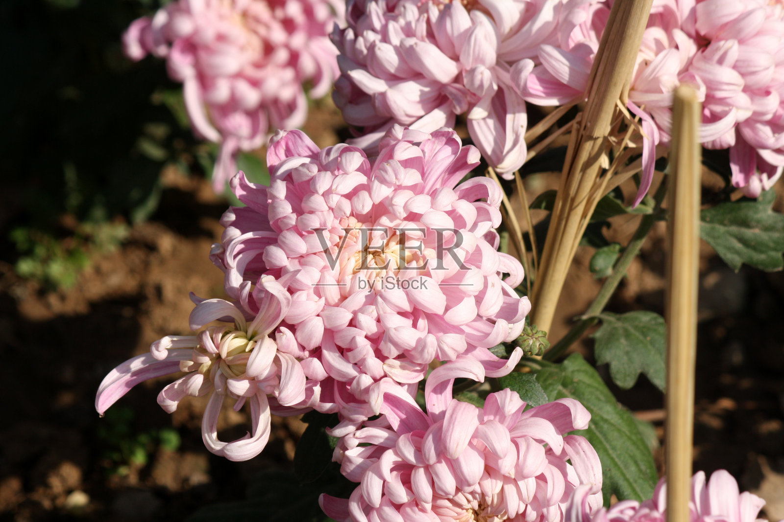 菊花粉蜘蛛在开花照片摄影图片